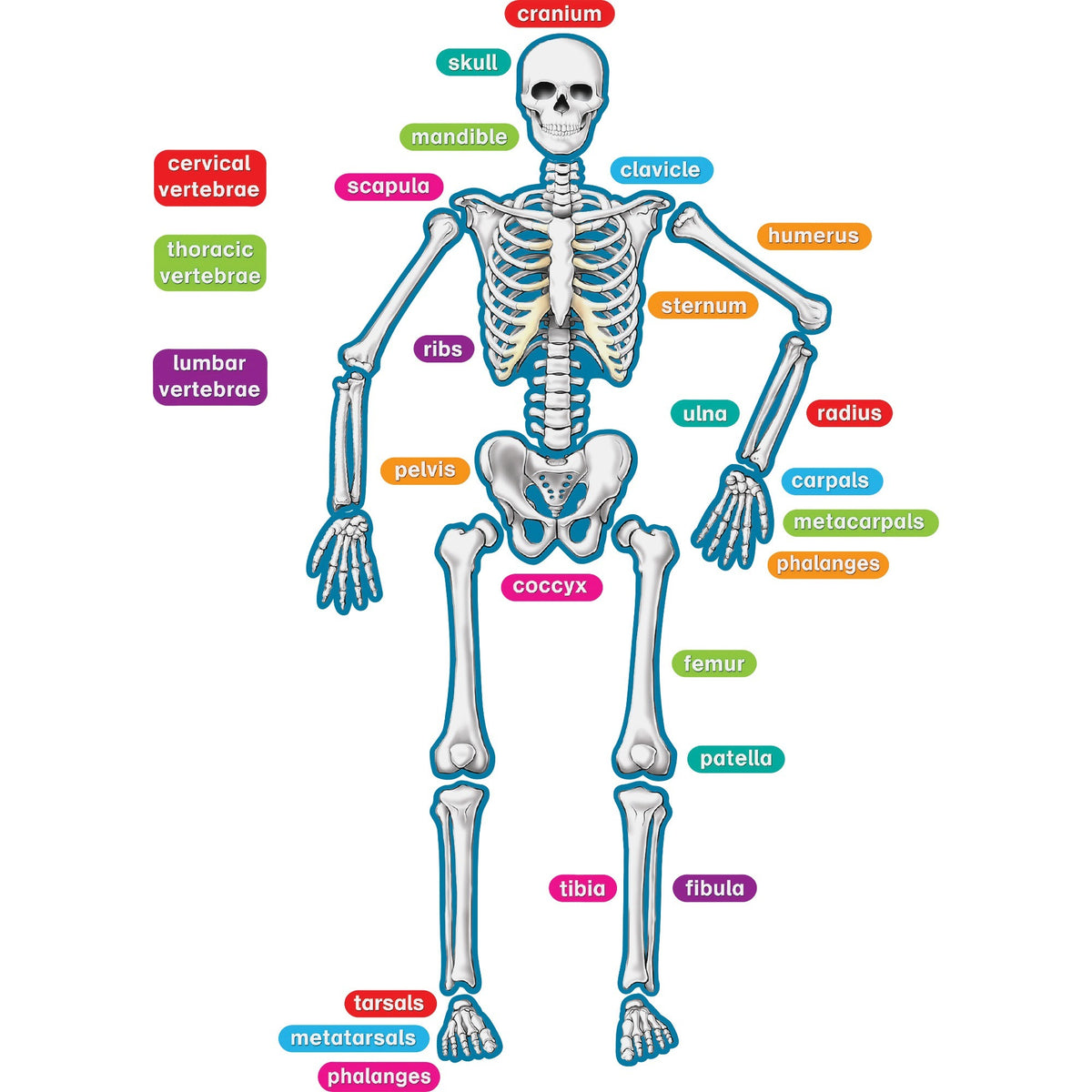 Teacher Created Resources Human Skeleton Accents - Theme/Subject: Learning - Skill Learning: Anatomy - 40 Pieces - 5-17