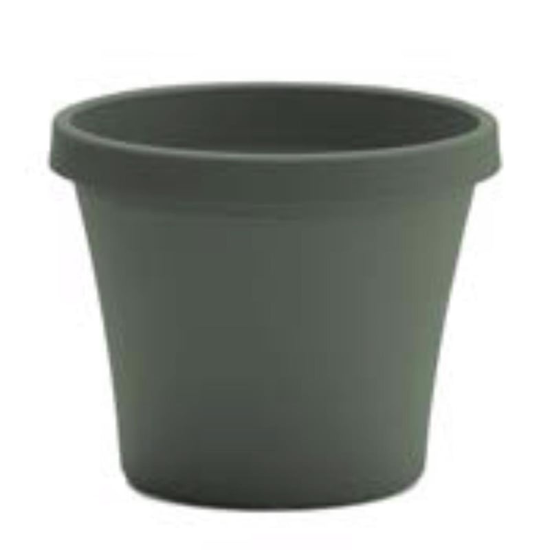 Bloem Terra 7.25 in. H X 8.75 in. W X 6 in. D Plastic Traditional Planter Basil